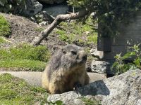 Murmeltier Park auf dem Grimselpass