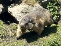 Murmeltier Park auf dem Grimselpass