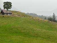 Kühe werden auf die Alm getrieben - Pilatus