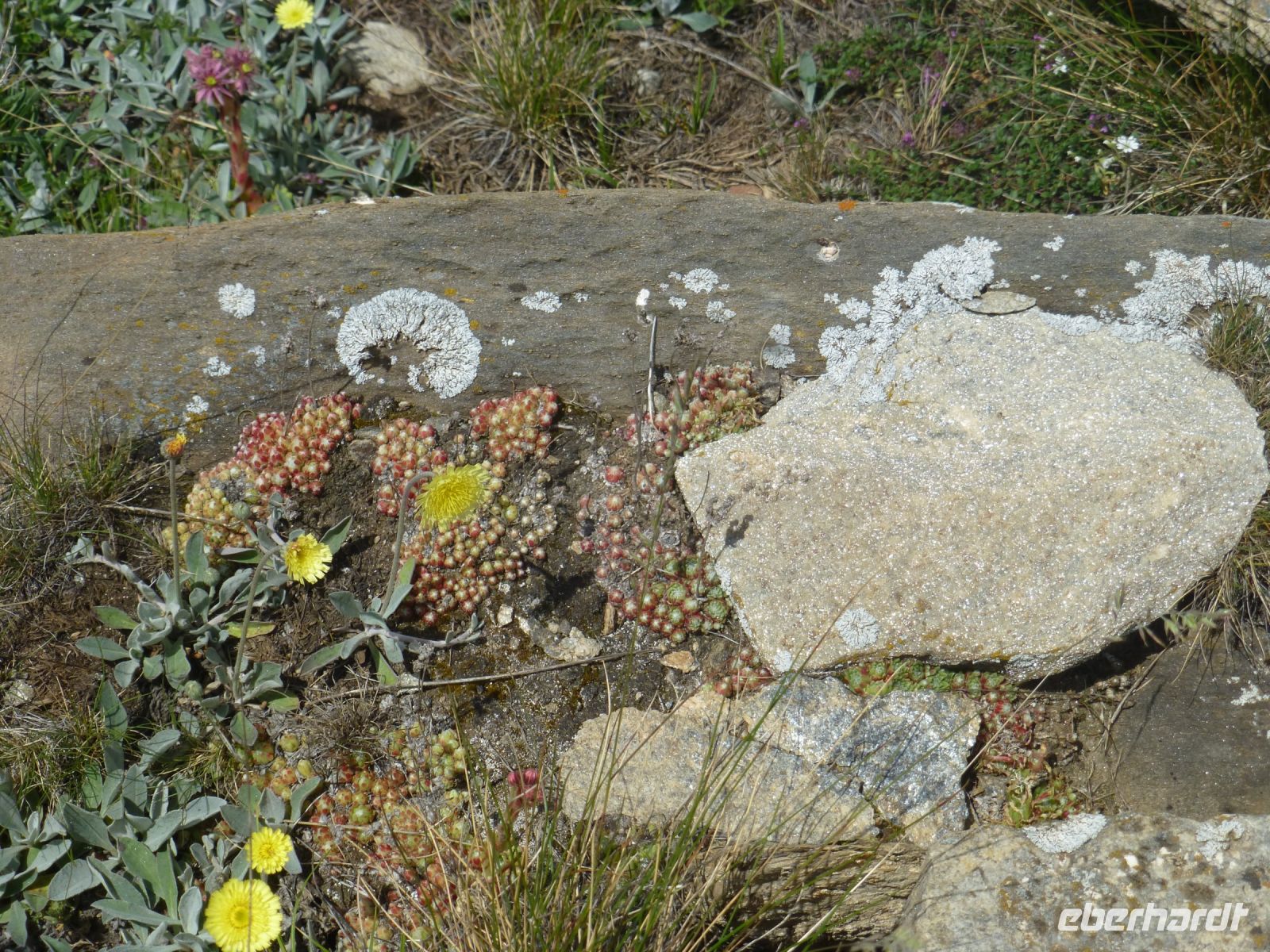 Auf unserer Wanderung, dem Blumenweg entlang, gibt es einiges zu schauen.