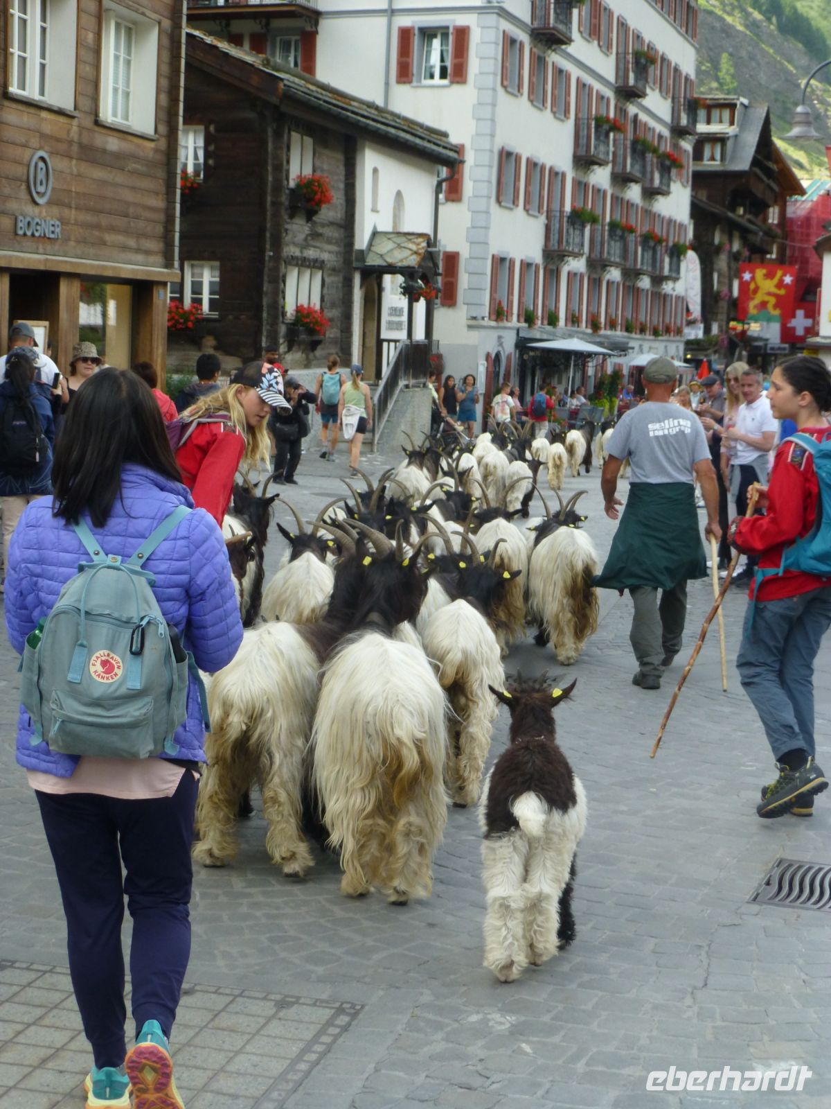Täglich werden die Schwarzhalsziegen durch Zermatts Geschäftsstraße getrieben und ... .