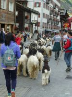 Täglich werden die Schwarzhalsziegen durch Zermatts Geschäftsstraße getrieben und ... .