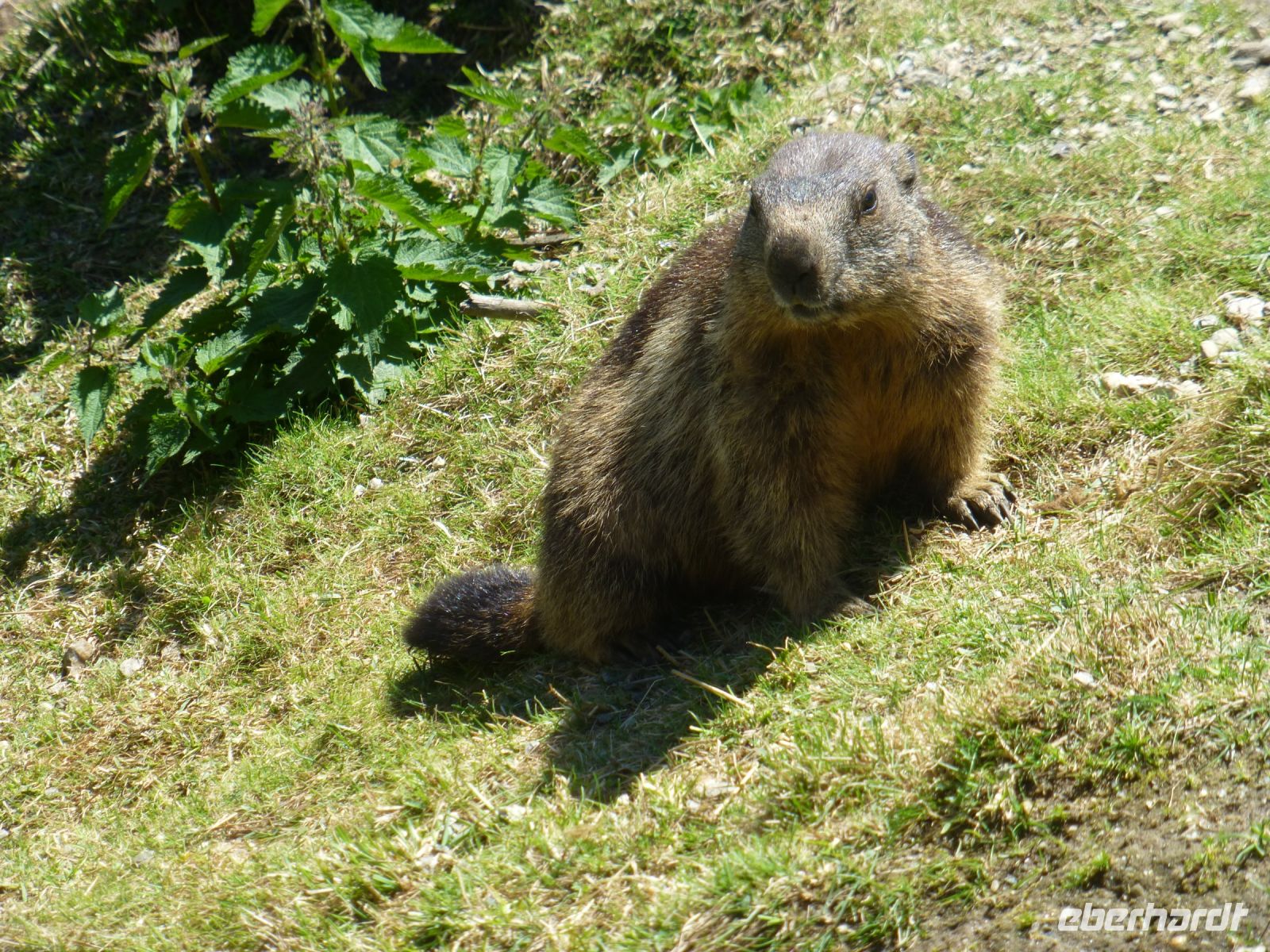 Ein Murmeltier, das stillhält, im Murmeltierpark.