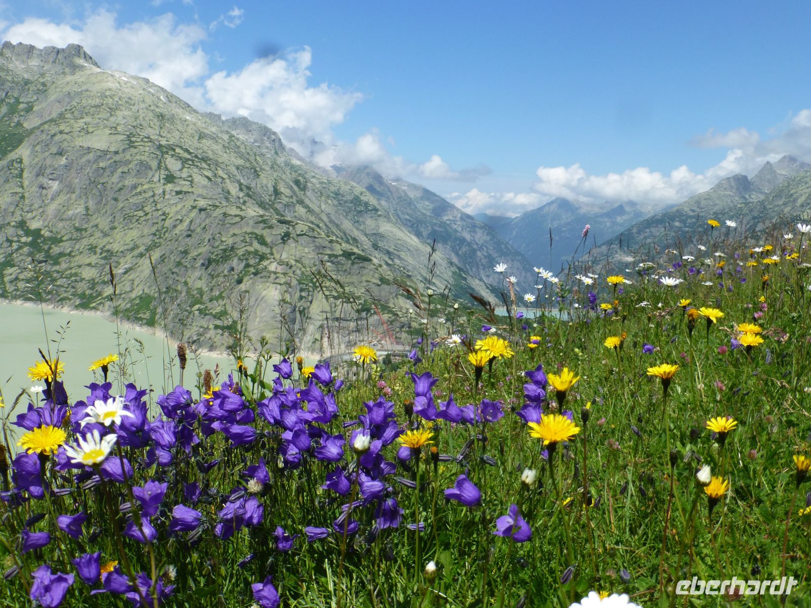 Kein Wunder, dass die Butter hier so gut schmeckt. Bei den Almwiesen.