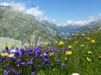 Kein Wunder, dass die Butter hier so gut schmeckt. Bei den Almwiesen.