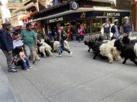 Morgen- und Abendspektakel - Ziegen ziehen im Sommer durch Zermatt 