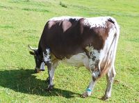 Schwägalp, Wanderung mit Elsbeth