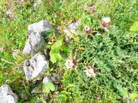 Schwägalp, Wanderung mit Elsbeth