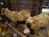 Zermatt - Matterhorn Museum 