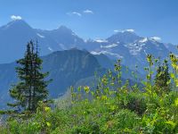 Berner Oberland Blick vom Rigi.jpg