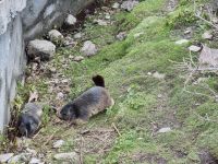 Grimselpass - Murmeltierpark