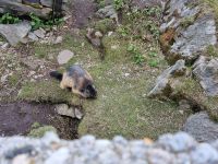 Grimselpass - Murmeltierpark