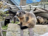 Grimselpass - Murmeltierpark