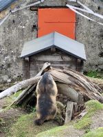 Grimselpass - Murmeltierpark