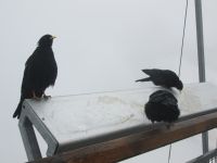 Alpendohlen bei der Futtersuche nahe der 