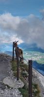 Steinbock am Pilatus