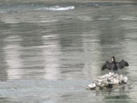 Luzern: Kormoran in der Reuss