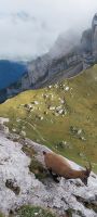 Steinbock am Pilatus