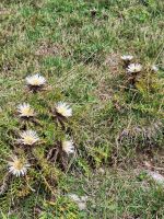 281 Auf der Rigi - Silberdisteln