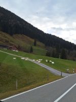 245 Appenzeller Land - Ziegen