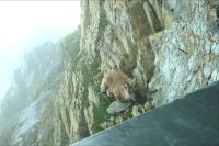 Ein kleiner Steinbock