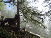 Der Weg ist verwunschen. Ganz still ist es…