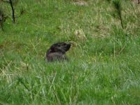 … so dass das Murmeltier sich ungestört wähnt.