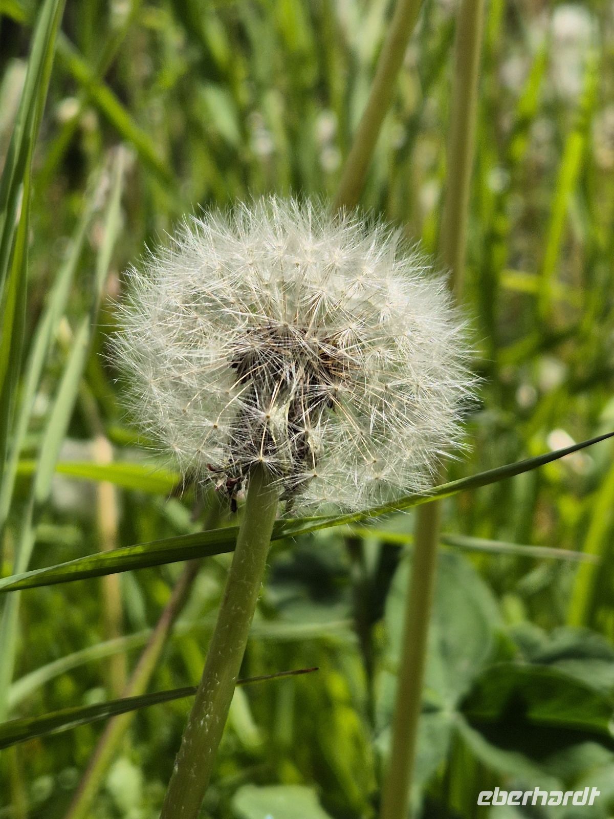 Tag 5 - Pusteblume nicht Pustekuchen
