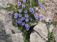 109 Stanserhorn - Bergblumen