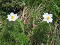 110 Stanserhorn - Frühlingsanemonen