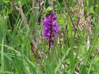 113 Stanserhorn - Knabenkraut - wilde Orchidee