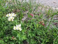 115 Stanserhorn - Bergblumen