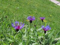 123 Auf dem Stanserhorn - Teufelskralle