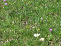 126 Auf dem Stanserhorn - Frühlingsanemonen