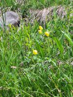 130 Auf dem Stanserhorn - Trollblumen