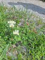 132 Auf dem Stanserhorn - Frühlingsanemonen