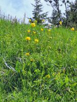 133 Auf dem Stanserhorn - Trollblumen