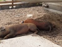 213 Freilichtmuseum Ballenberg