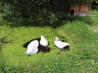 229 Freilichtmuseum Ballenberg