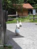 230 Freilichtmuseum Ballenberg