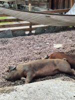 241 Freilichtmuseum Ballenberg