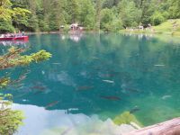 285 Besuch des Naturparkes Blausee