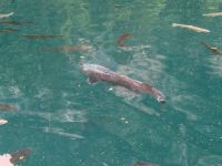 290 Kahnfahrt auf dem Blausee - Forellen und Stör