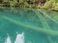 295 Kahnfahrt auf dem Blausee - versteinerte Bäume