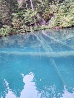 297 Kahnfahrt auf dem Blausee - versteinerte Bäume