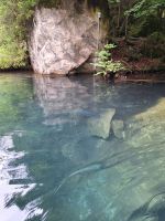 298 Kahnfahrt auf dem Blausee - versteinerte Bäume