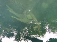 303 Kahnfahrt auf dem Blausee - versteinerte Bäume