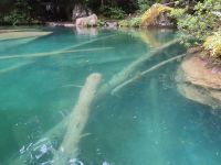 304 Kahnfahrt auf dem Blausee - versteinerte Bäume