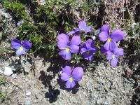 Langsporniges Stiefmütterchen, Rotenboden, Zermatt, Schweiz