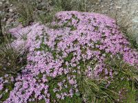 Silikat-Polsternelke, Rotenboden, Zermatt, Schweiz
